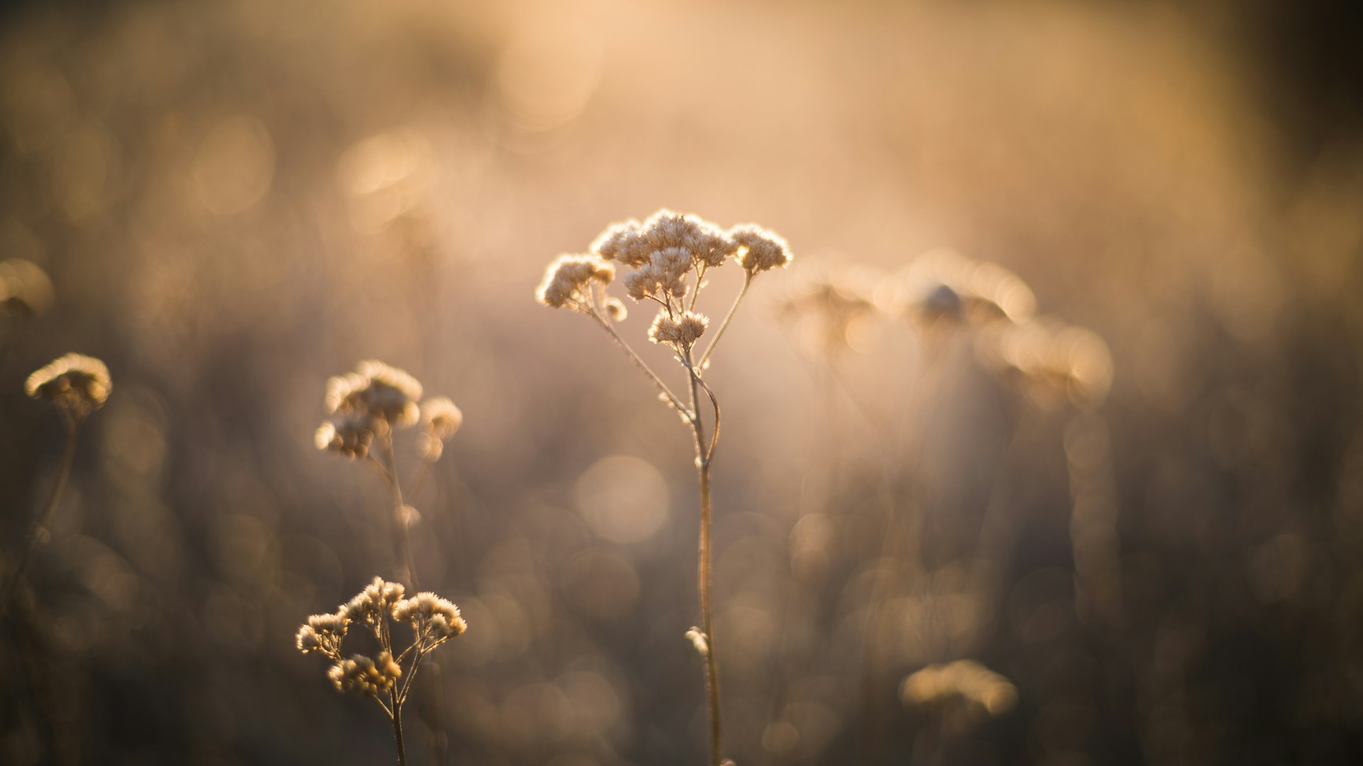 Close-up of delicate wildflowers bathed in gentle afternoon light, capturing their subtle textures.