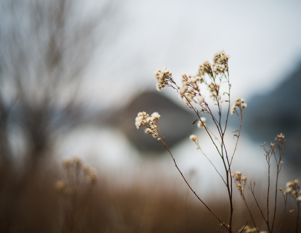 white flower in tilt shift lens