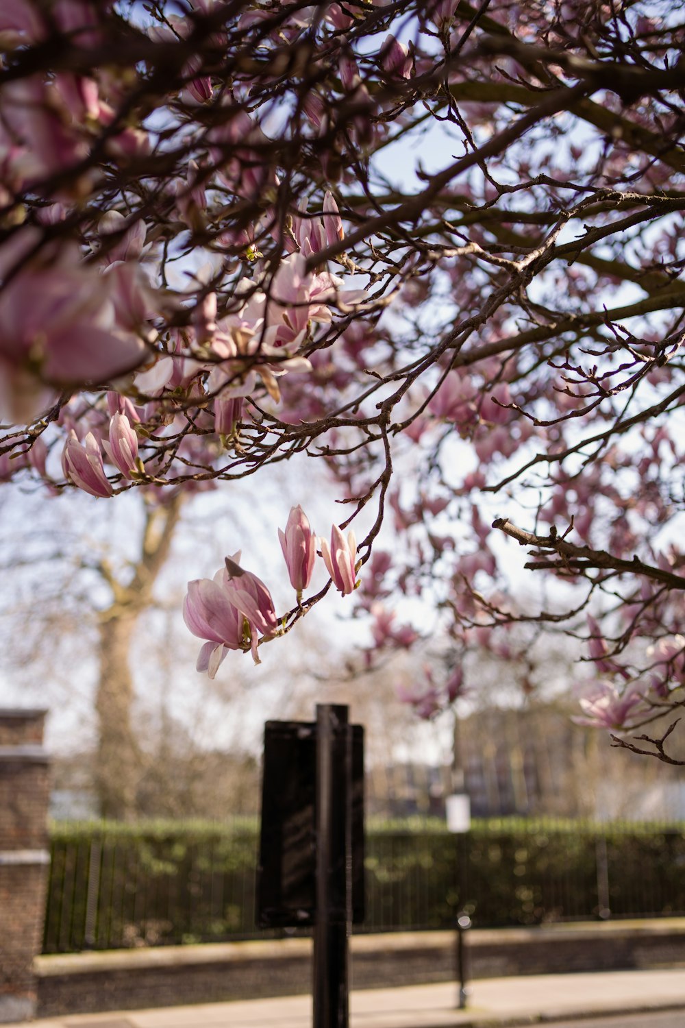 fleur rose et blanche sur la branche de l’arbre pendant la journée