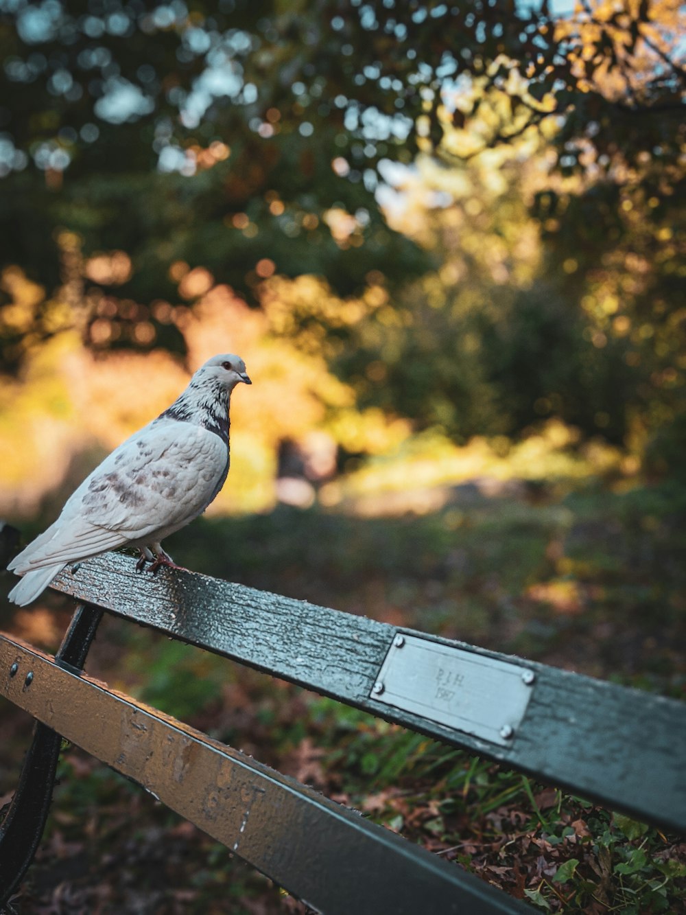 white and gray bird on brown wooden bench during daytime