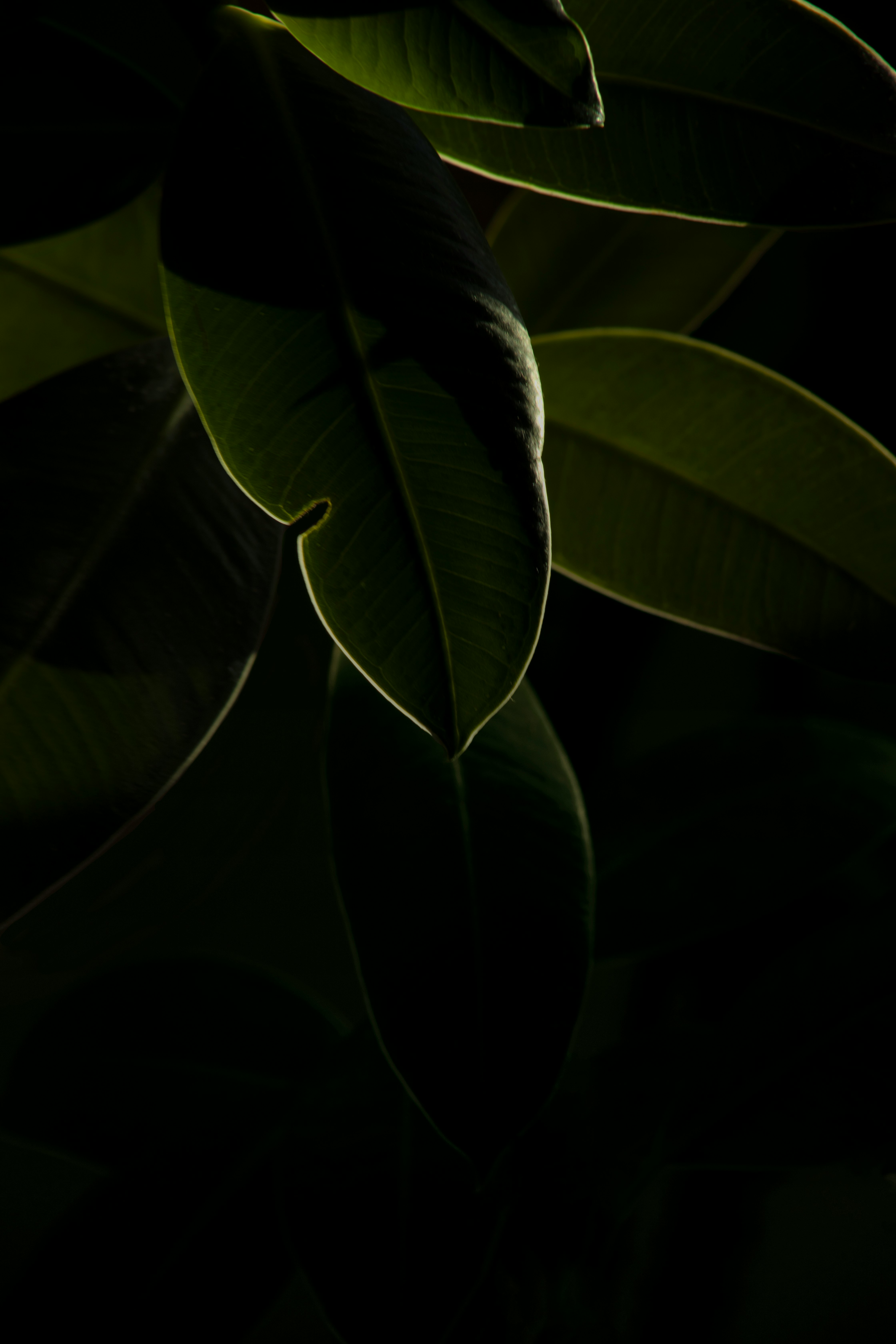 green leaves in close up photography