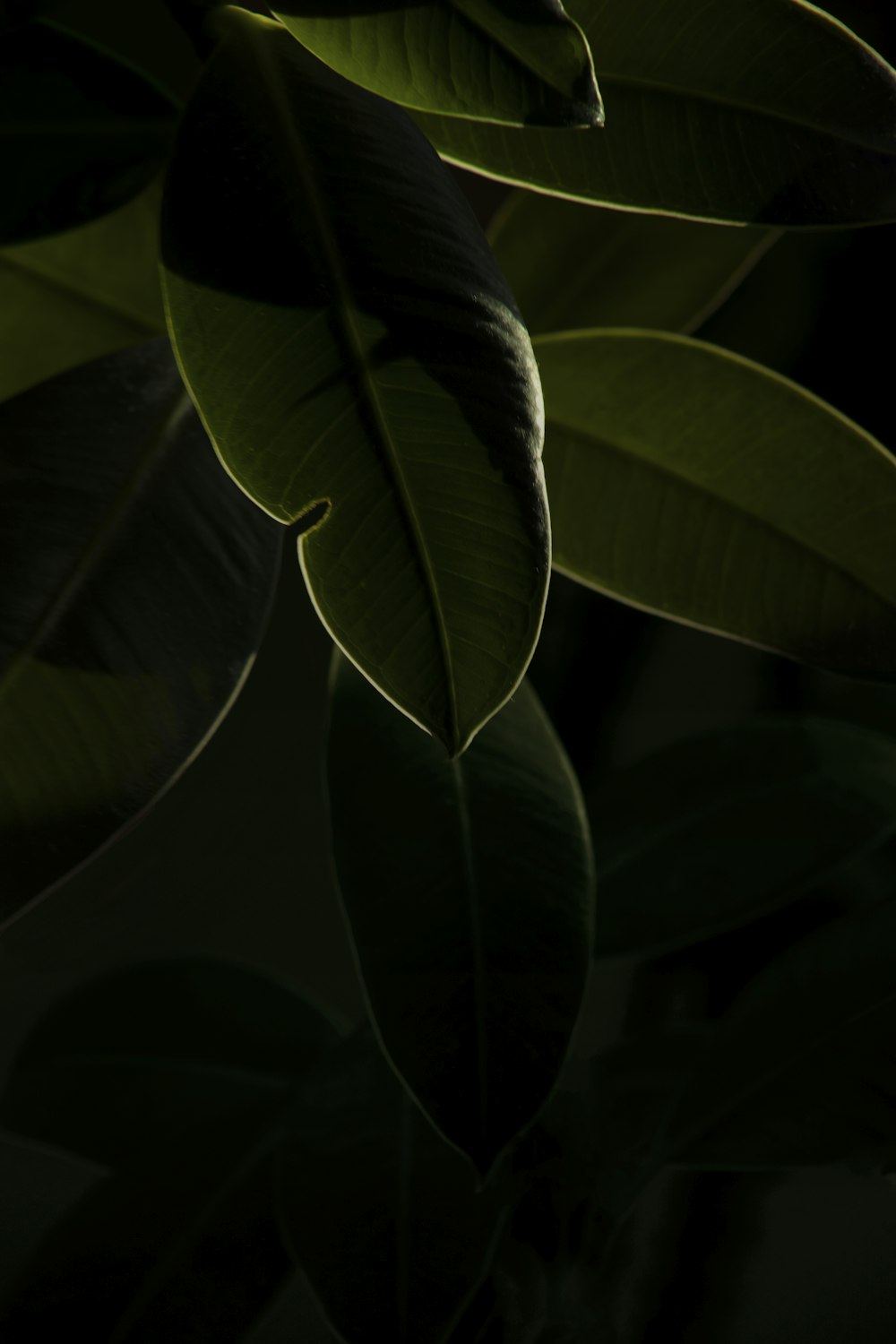 green leaves in close up photography