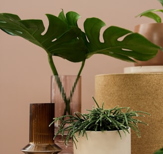 green plant on brown wooden table