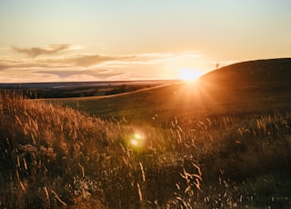 brown grass field during sunset