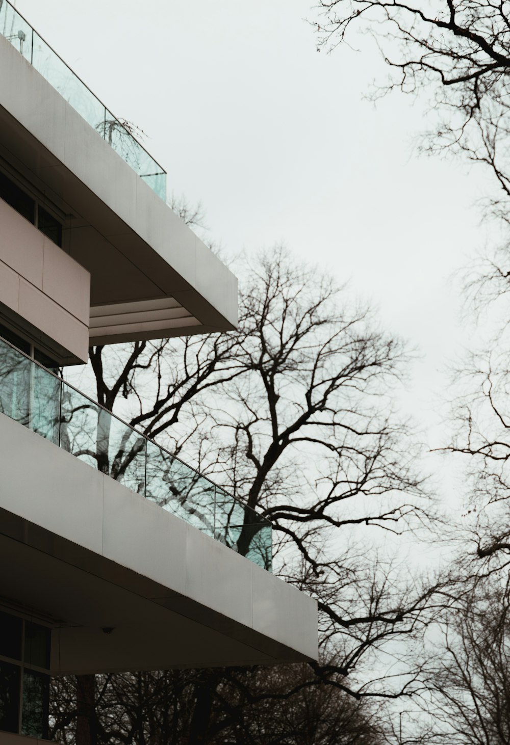 bare tree beside white concrete building