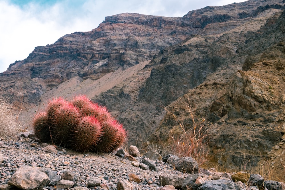 brown and green grass on rocky ground