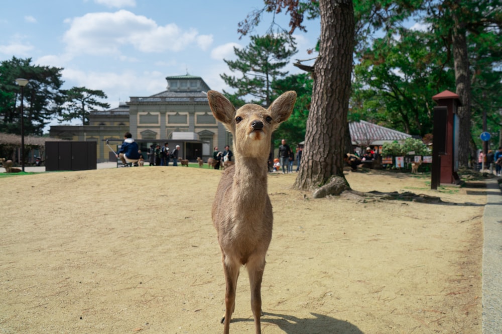 brown deer standing on brown sand during daytime