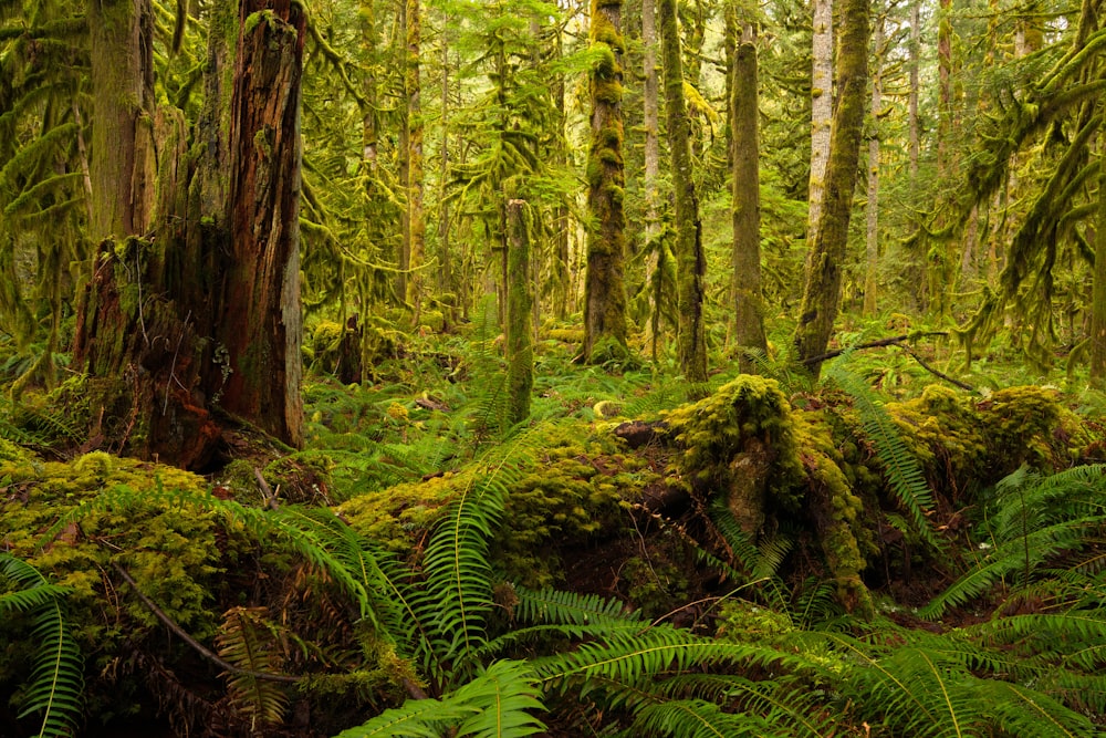 green fern plant on brown tree trunk