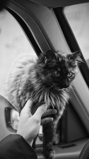 A person gently holds a fluffy cat by its chest while the cat stands inside a car. The image is in black and white, focusing on the cat's attentive eyes and soft fur. The interior of the car, including the window and seat, is visible in the background.