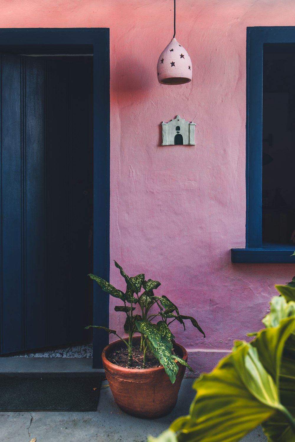 green plant on brown pot beside blue concrete wall