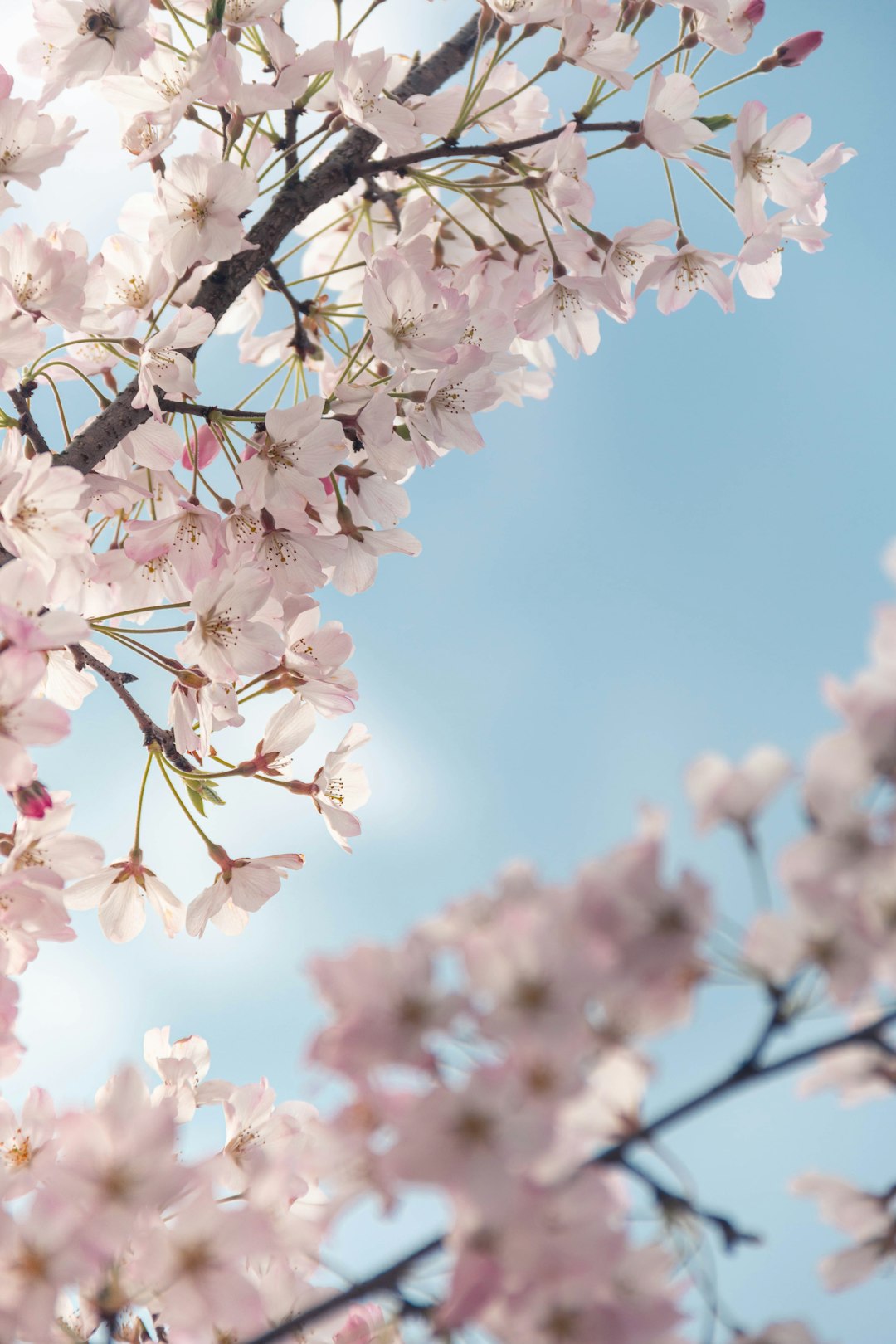 white and pink cherry blossom