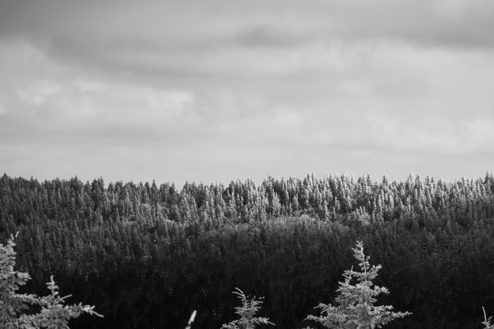 Photo en niveaux de gris d’arbres sous un ciel nuageux