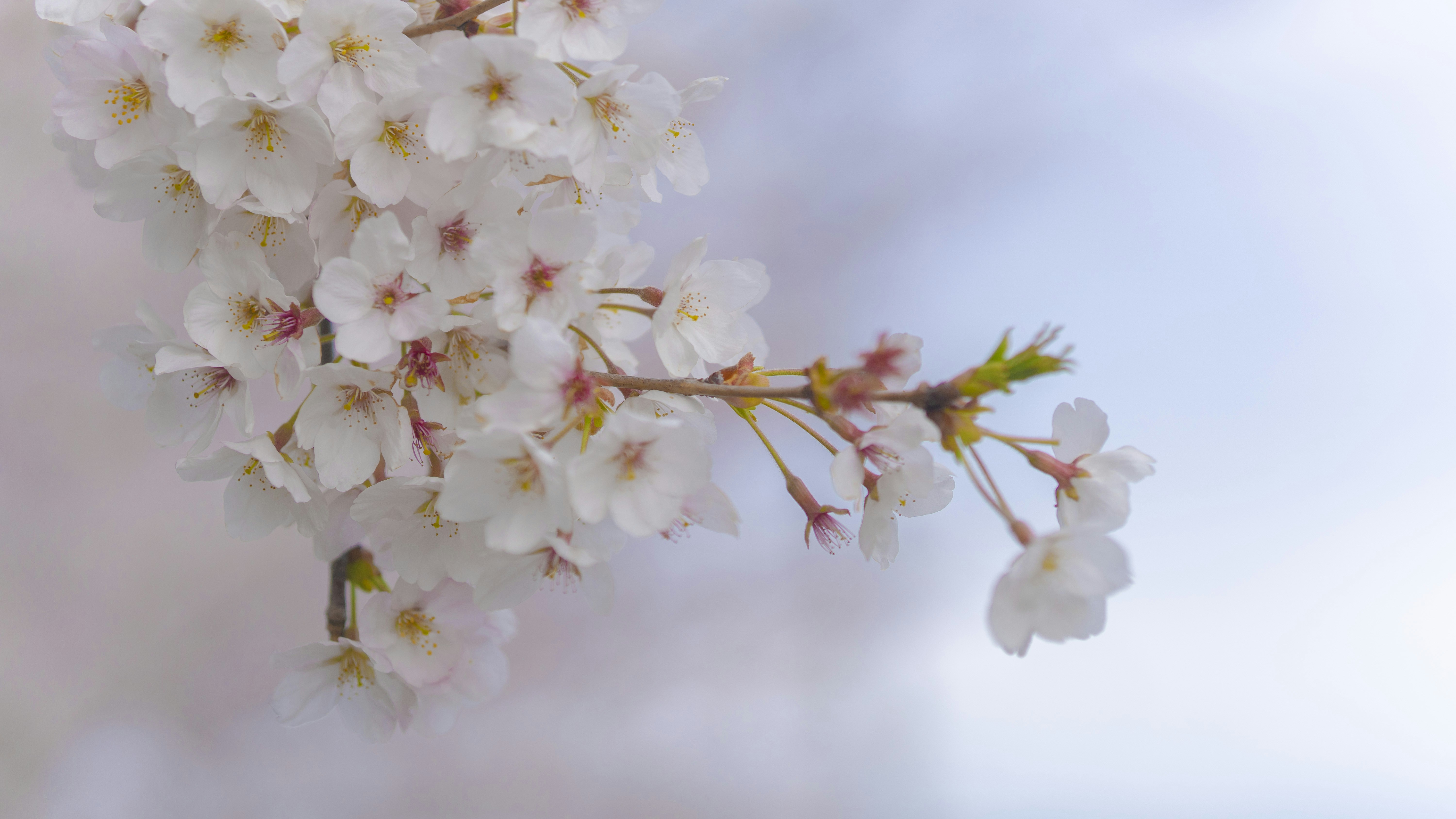 Photo by sylvestercao