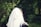 A person wearing a white prayer shawl is seen from the back, standing in a lush, green forest setting. The shawl has black stripes and covers most of the person's head and shoulders.