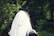 A person wearing a white prayer shawl is seen from the back, standing in a lush, green forest setting. The shawl has black stripes and covers most of the person's head and shoulders.
