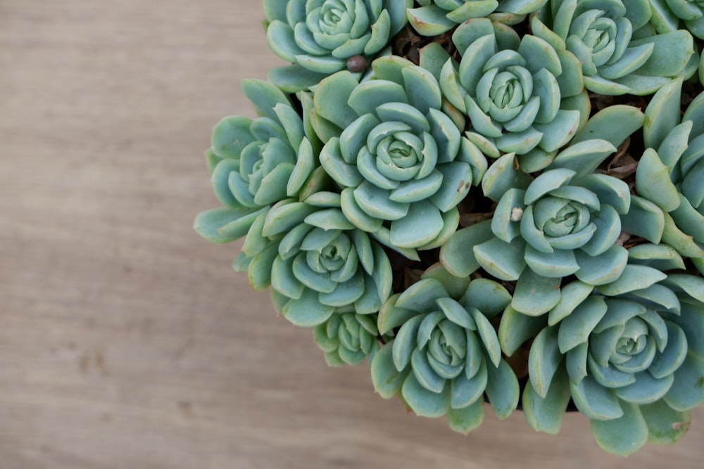 green succulent plant on brown wooden table