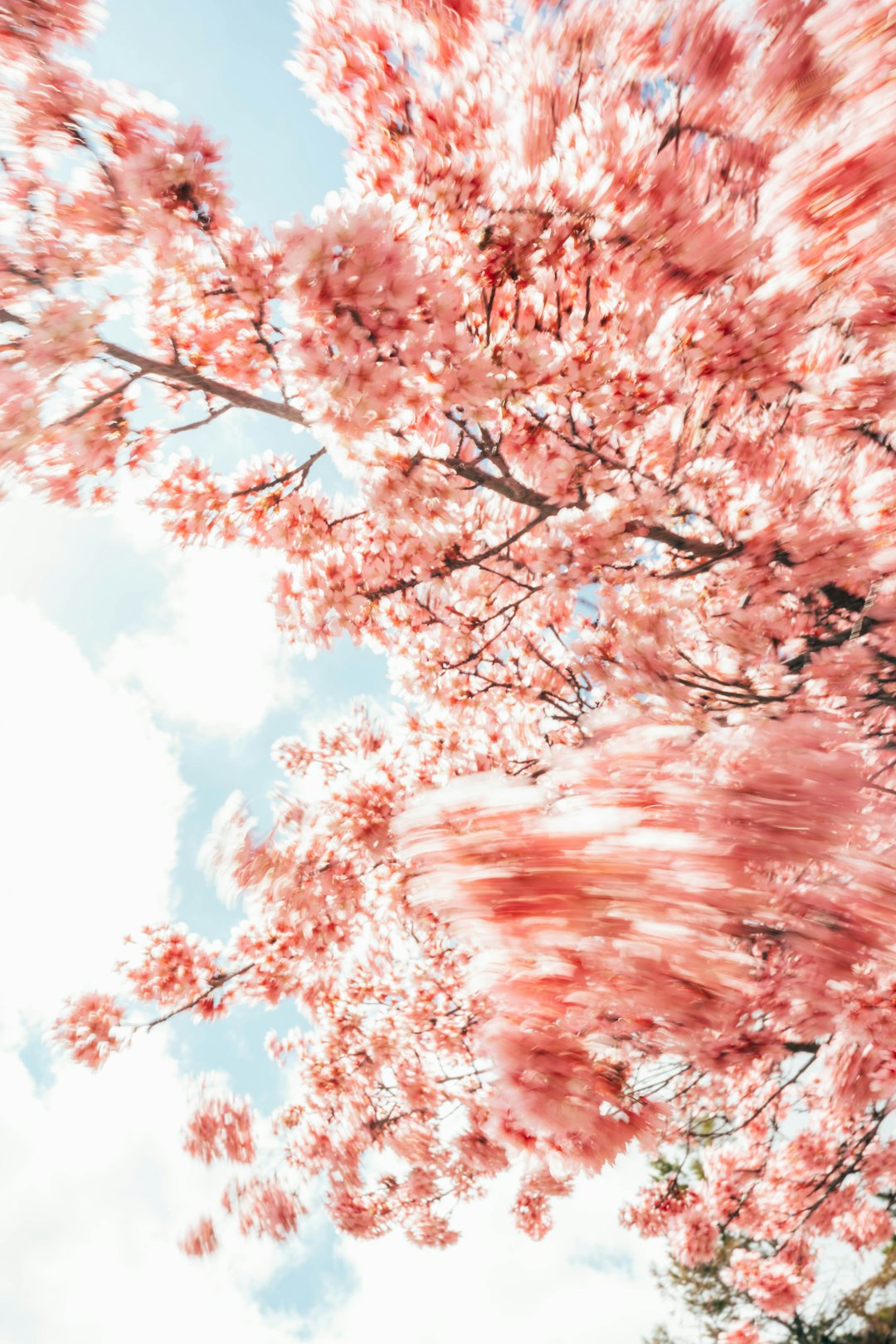 low angle photography of trees under blue sky during daytime