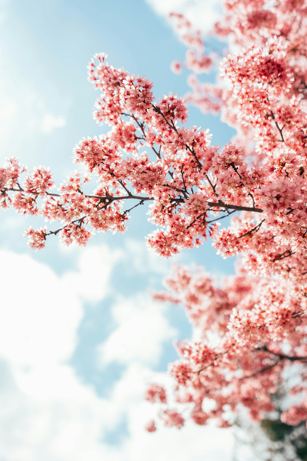 pink cherry blossom tree under white clouds blue skies daytime