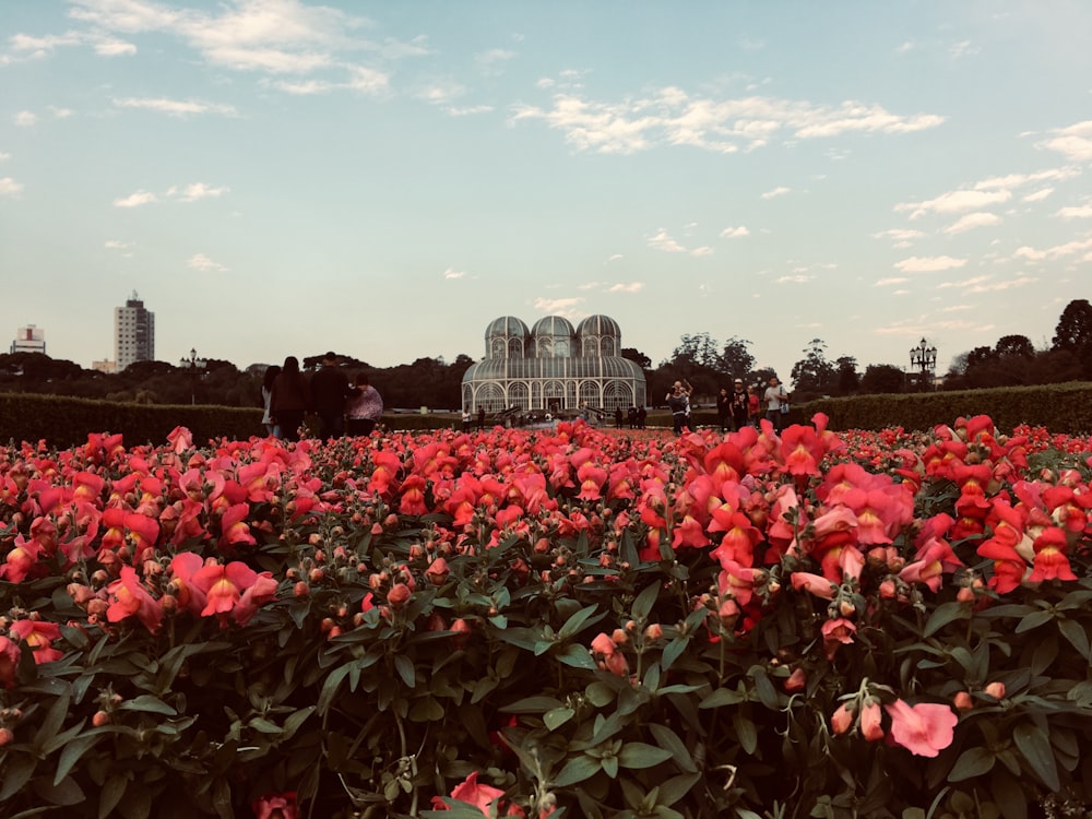 red flower field near city buildings during daytime