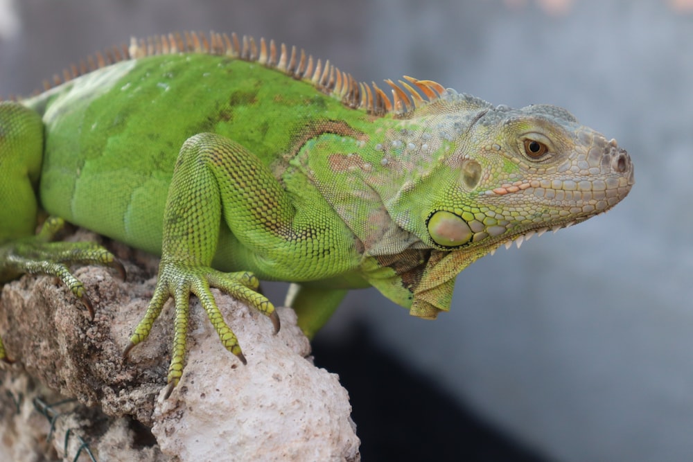 green and brown iguana on brown rock