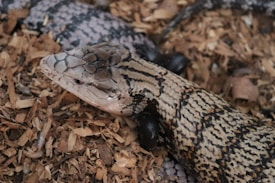 A reptile with a scaly body, featuring distinctive patterns of black and brown stripes, is resting on a bed of wood chips.