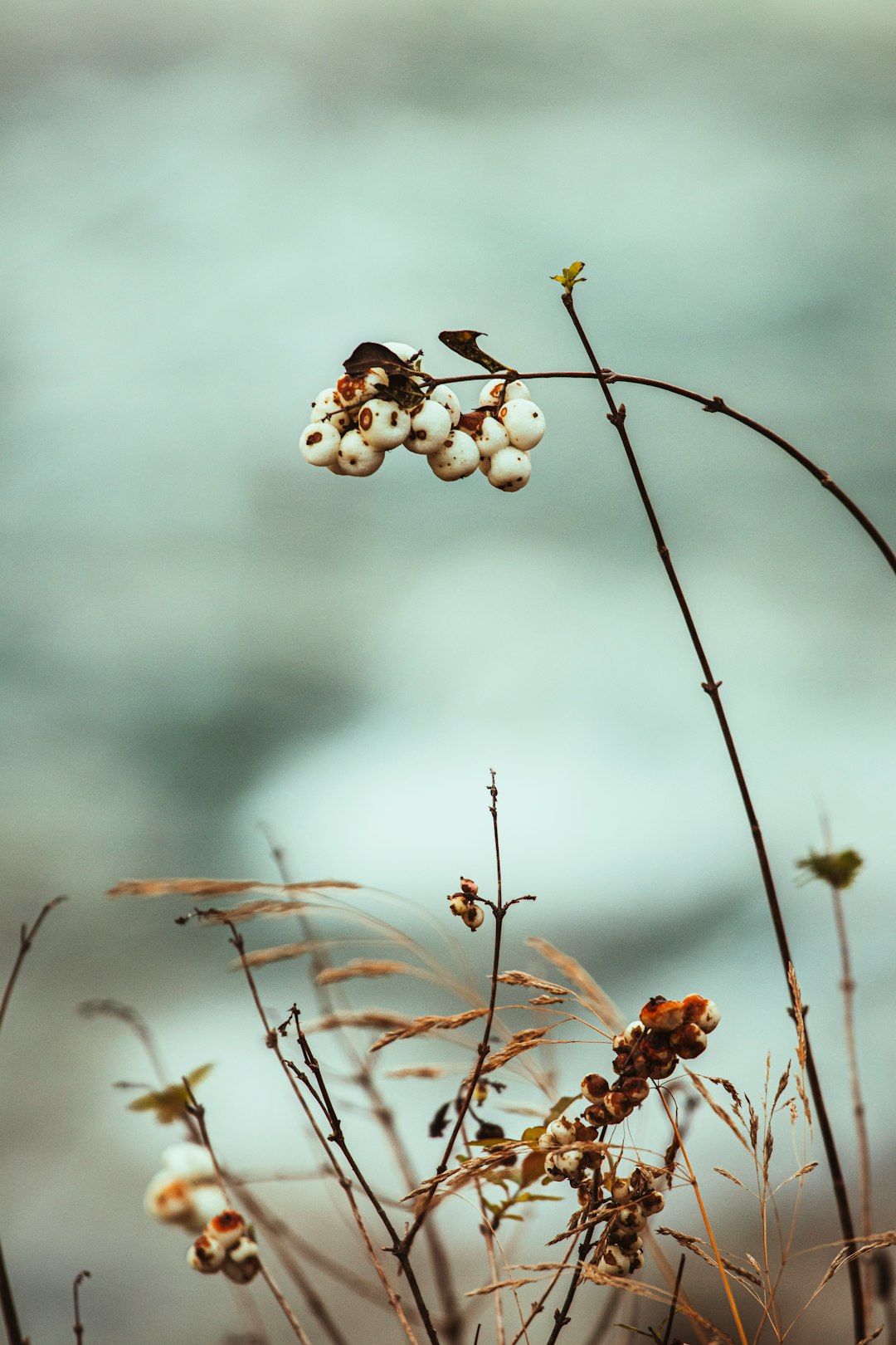 brown and white flower buds in tilt shift lens