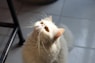 white cat on black chair