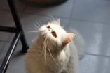 white cat on black chair
