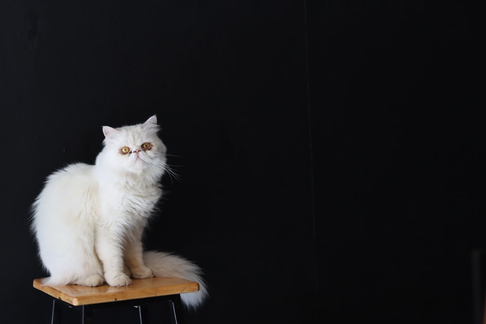 white cat on brown wooden table