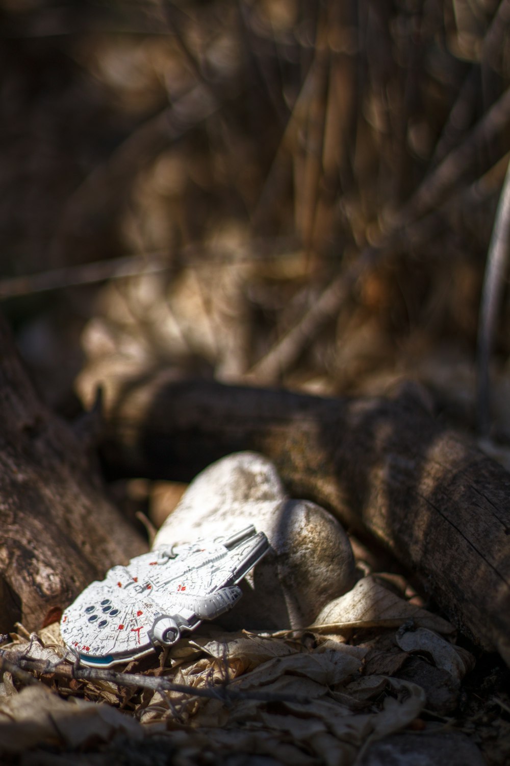 Reptil blanco y negro en tronco de árbol marrón