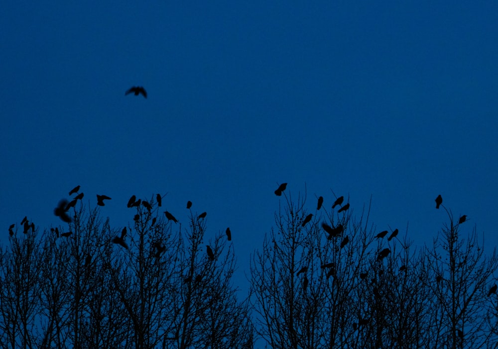 uccelli che volano sopra gli alberi spogli durante il giorno
