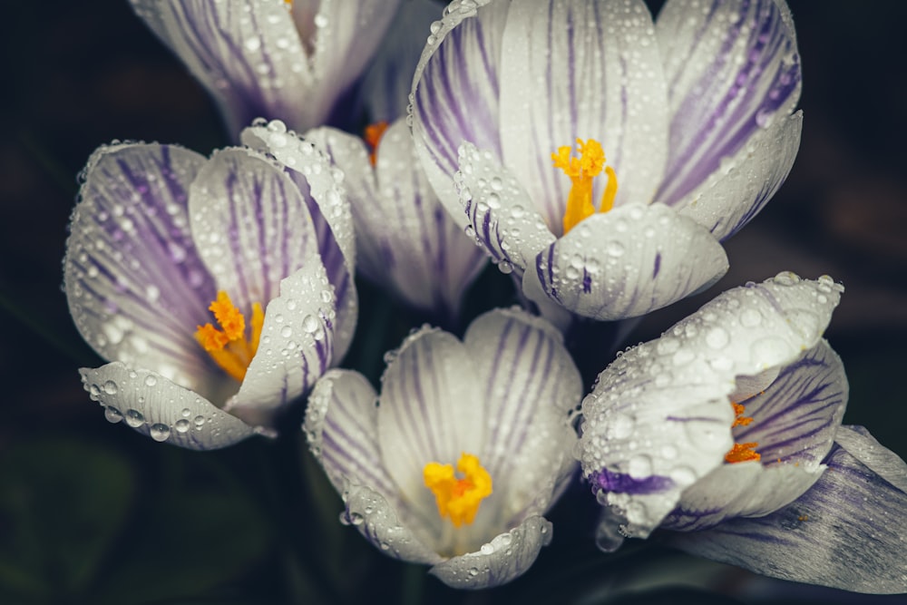 Flor blanca y morada con gotas de agua