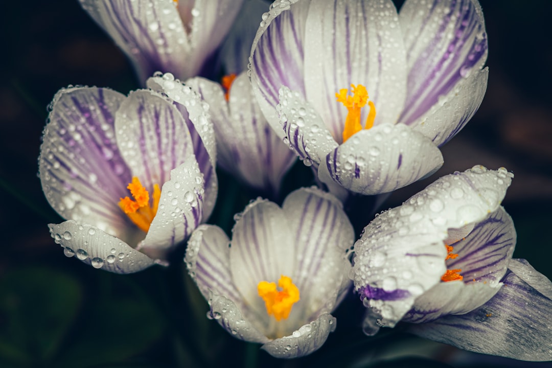 white and purple flower with water droplets