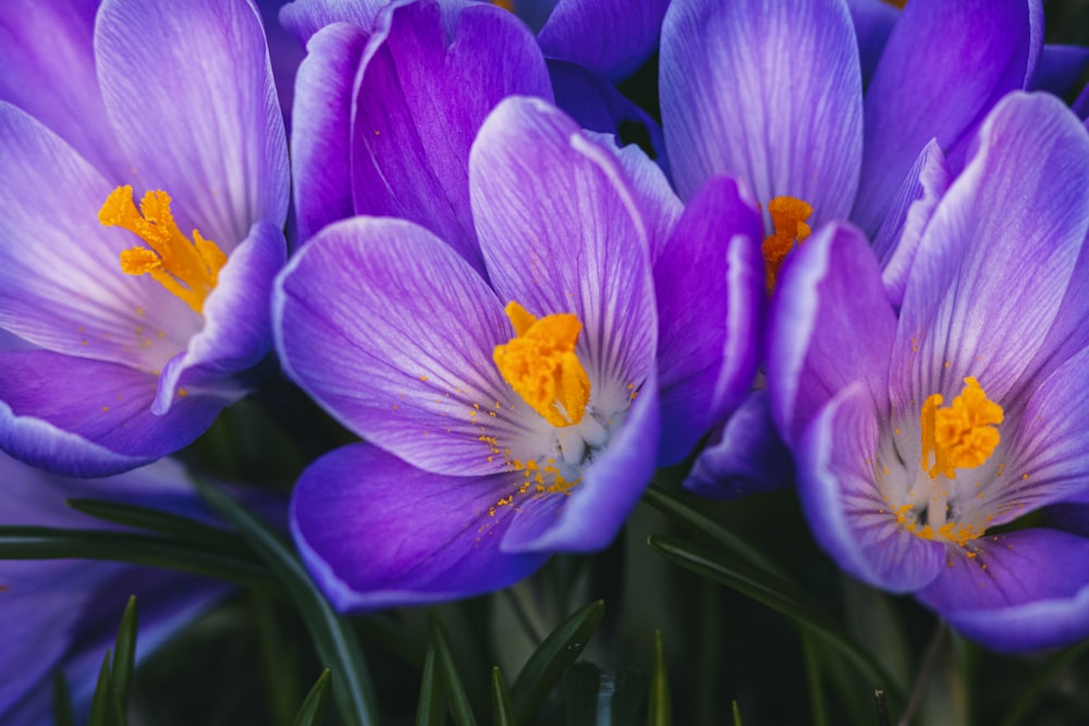 purple crocus flowers in bloom during daytime