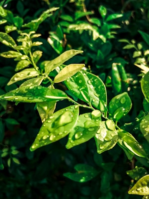 Vibrant green leaves covered in small water droplets, illuminated by sunlight, creating a fresh and lively appearance. The background consists of more greenery, providing a lush and natural setting.