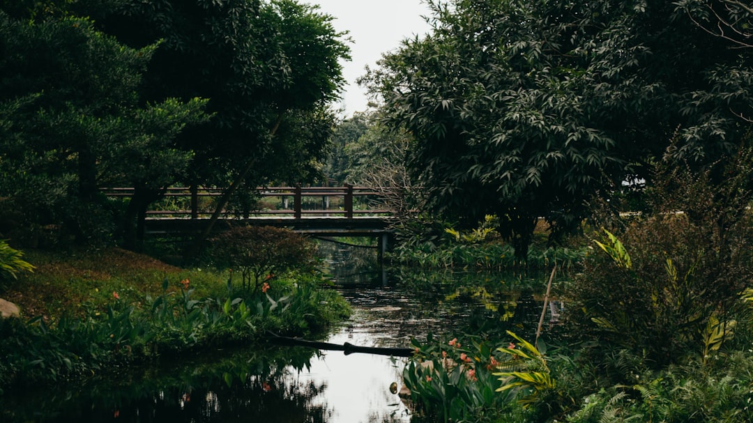 green trees near body of water during daytime