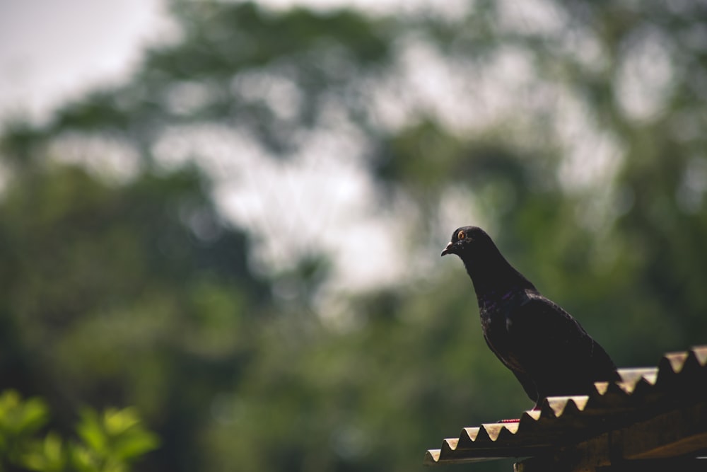 black bird on brown wooden fence during daytime