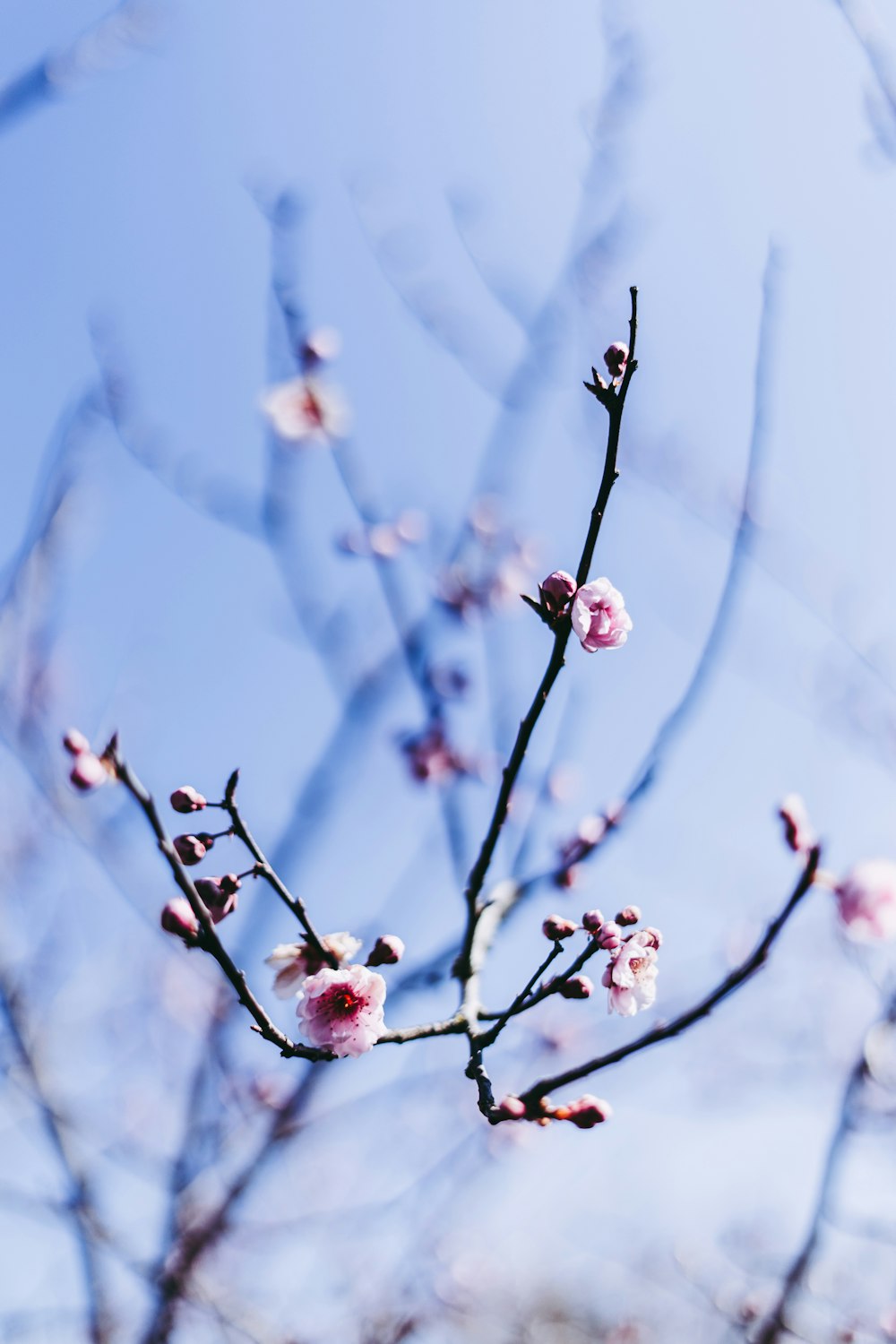 pink cherry blossom in close up photography