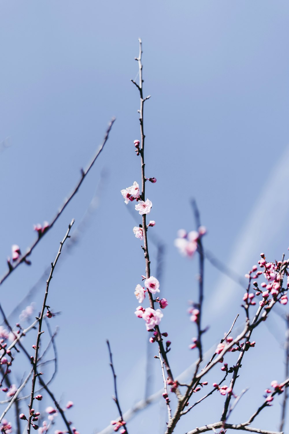昼間に咲くピンクの桜
