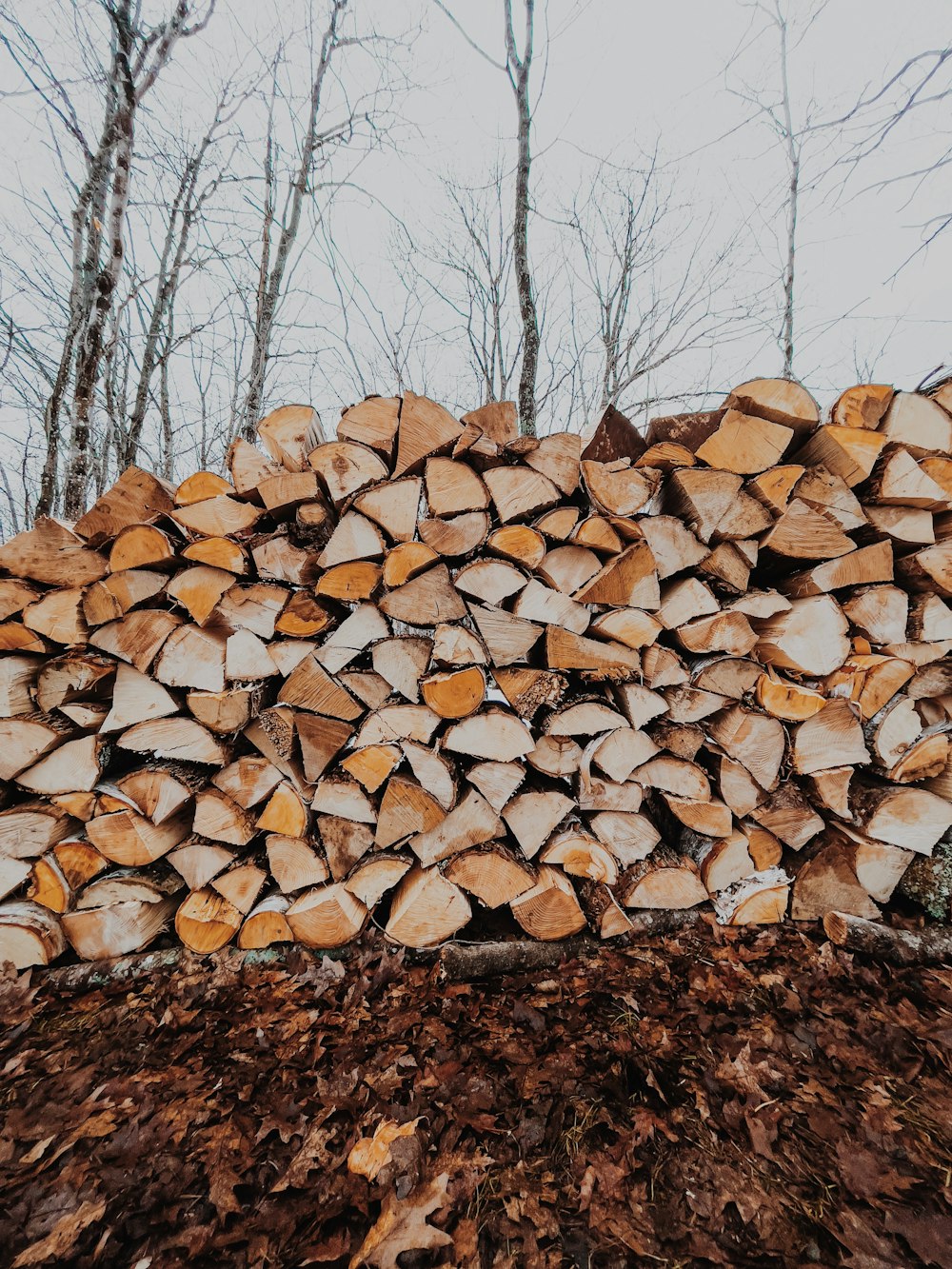 brown tree logs on brown ground