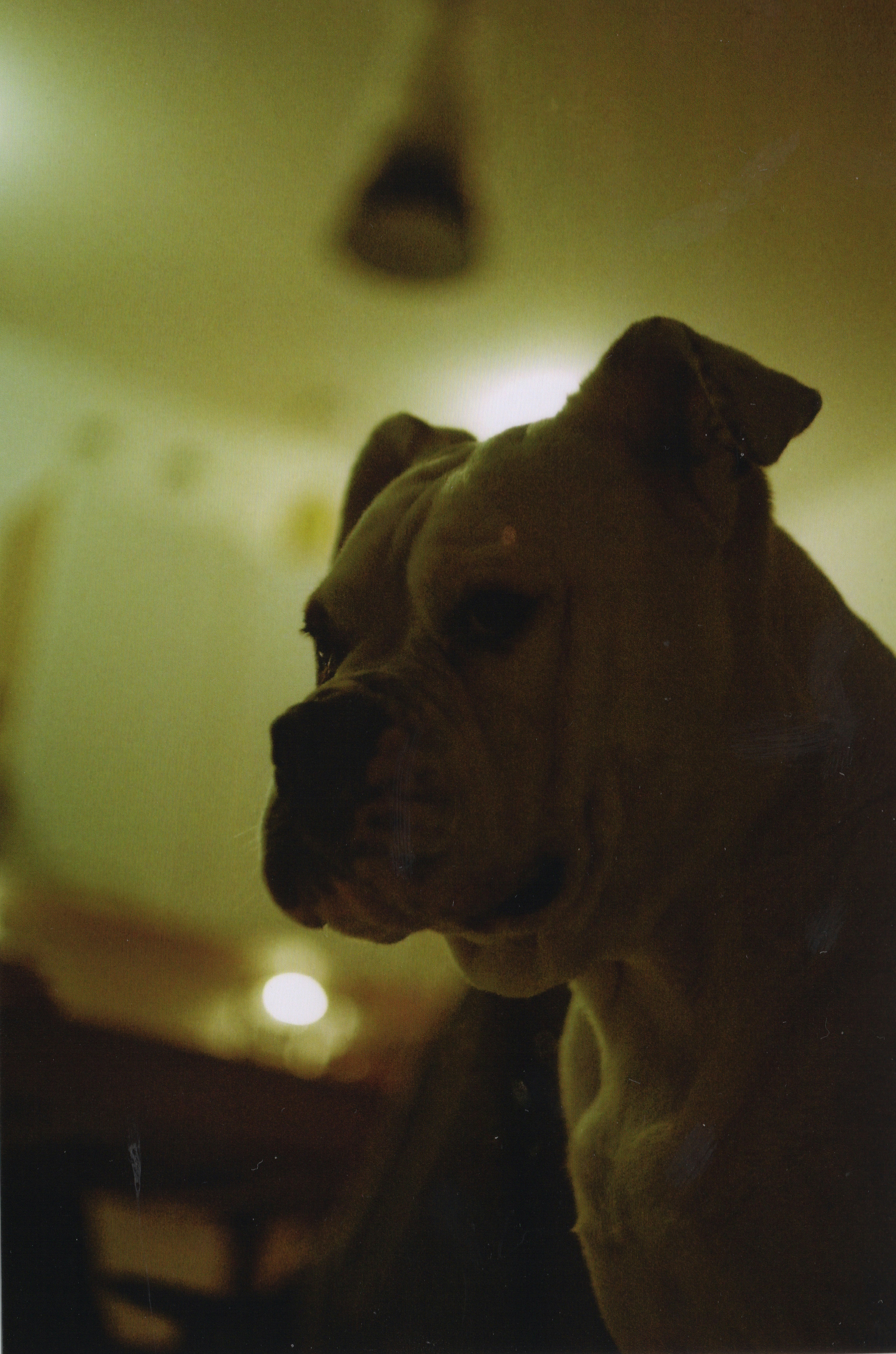 Brauner kurzhaariger Hund in Nahaufnahmen
