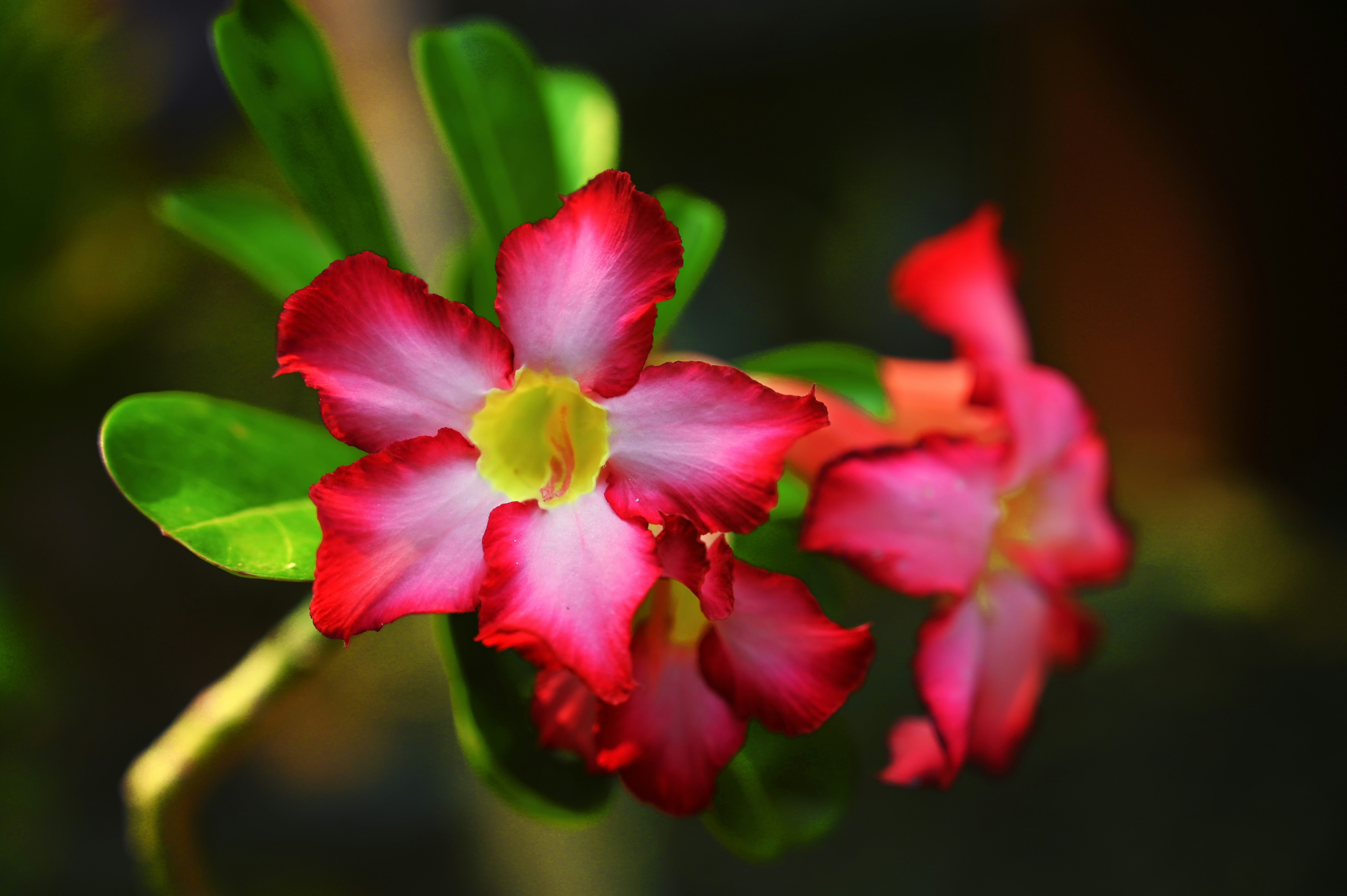 Photo by ajitonunsplash