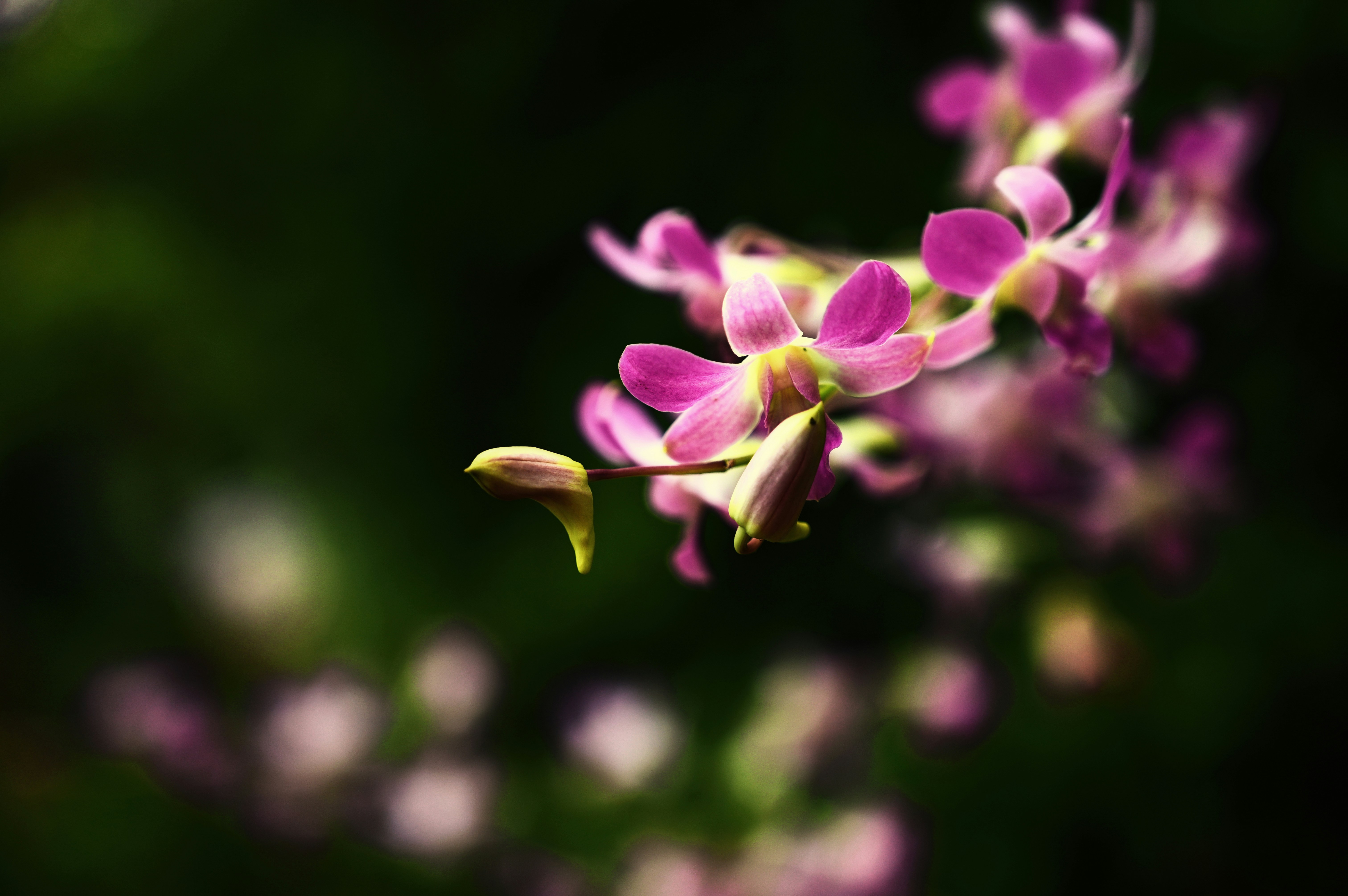 Photo by ajitonunsplash