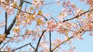 Wide shot of the sakura tree against a clear blue sky, petals drifting gently in the breeze.