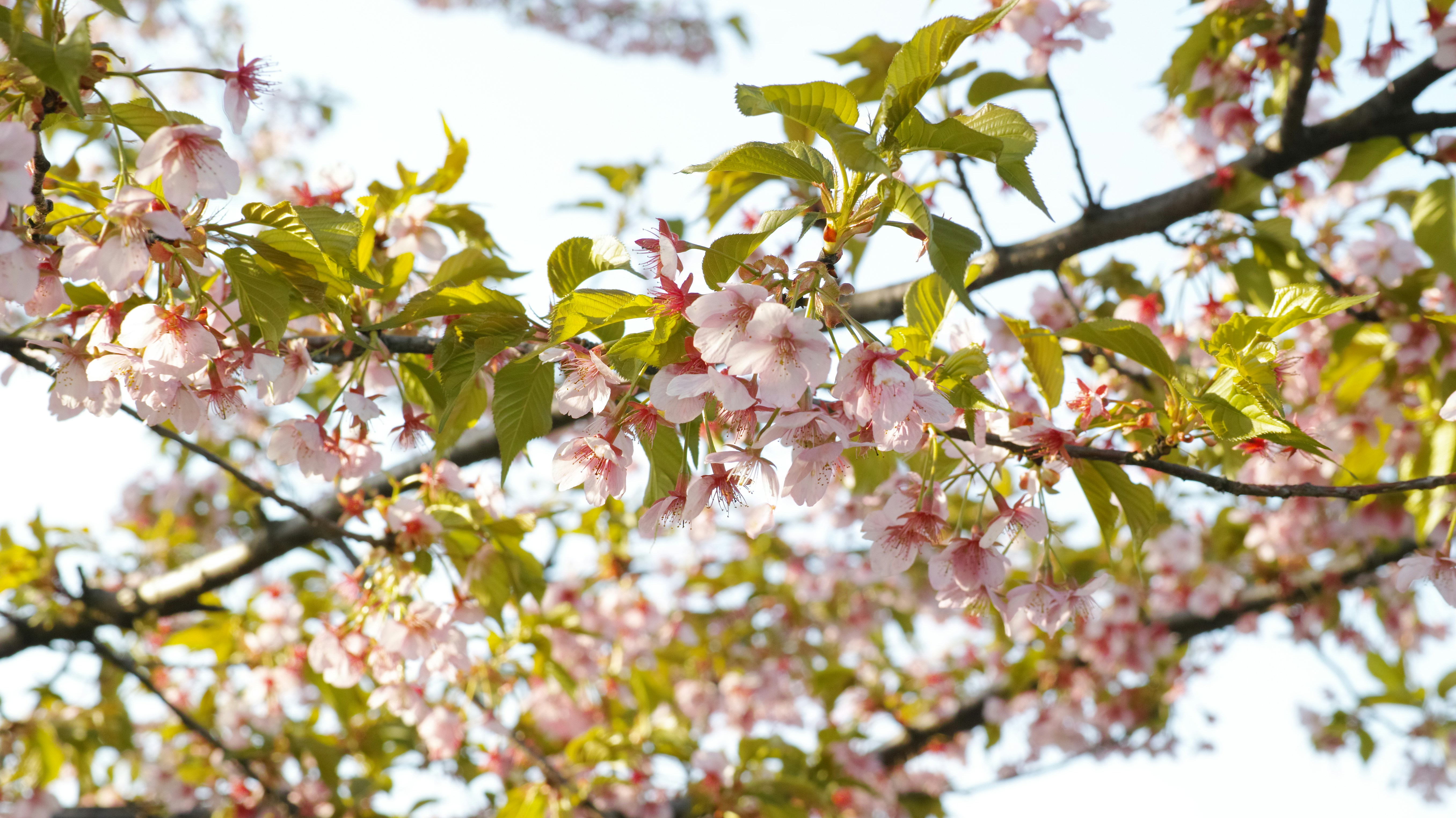 Photo by kouyo_machi