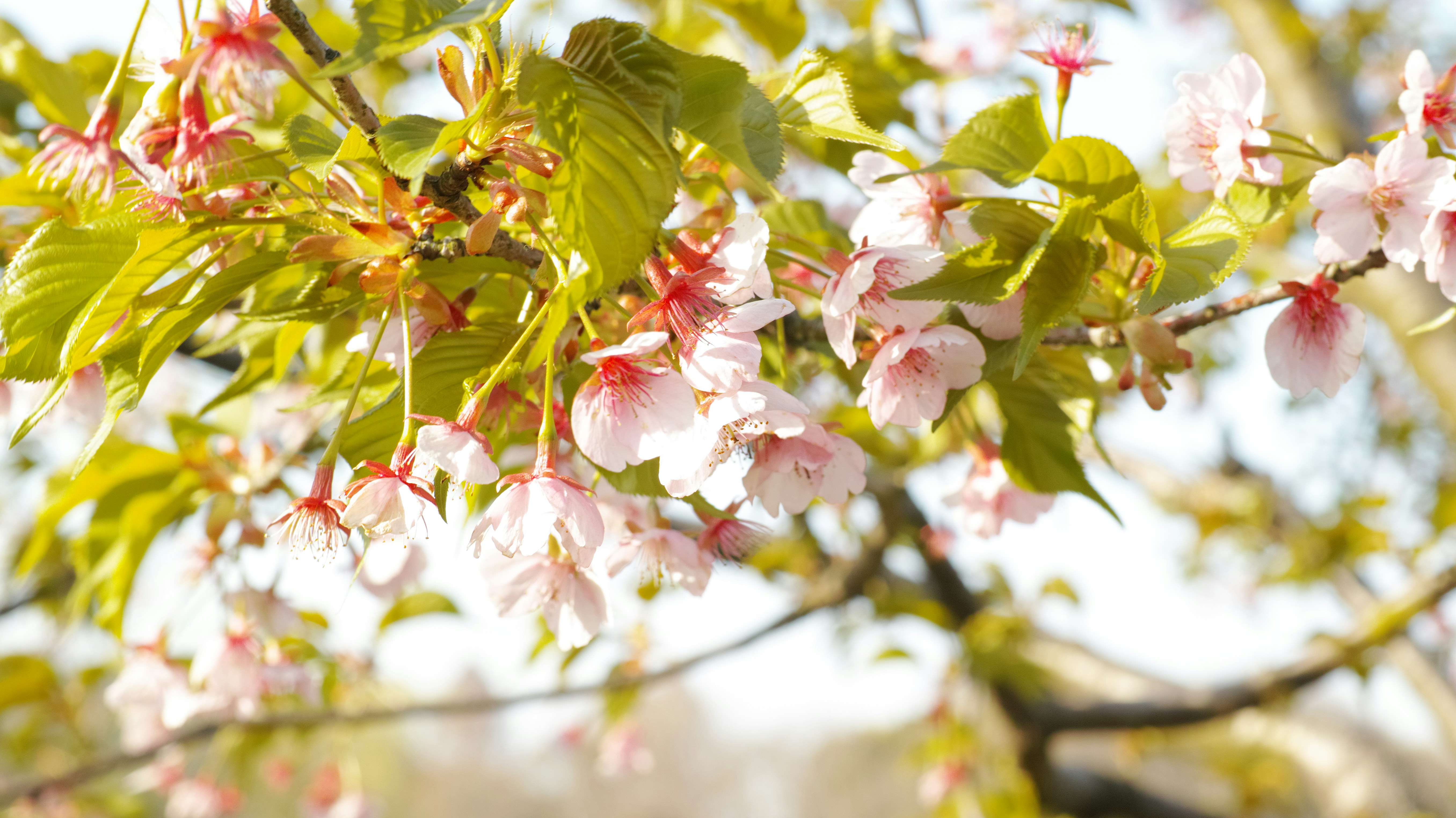 Photo by kouyo_machi