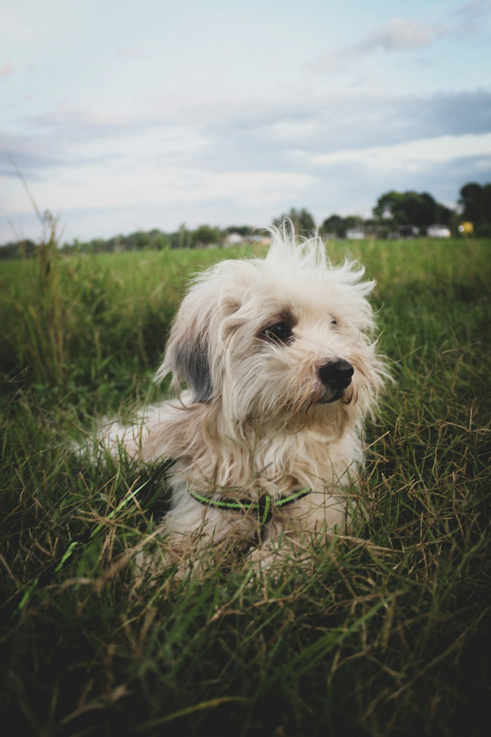 white long coat small dog on green grass field during daytime