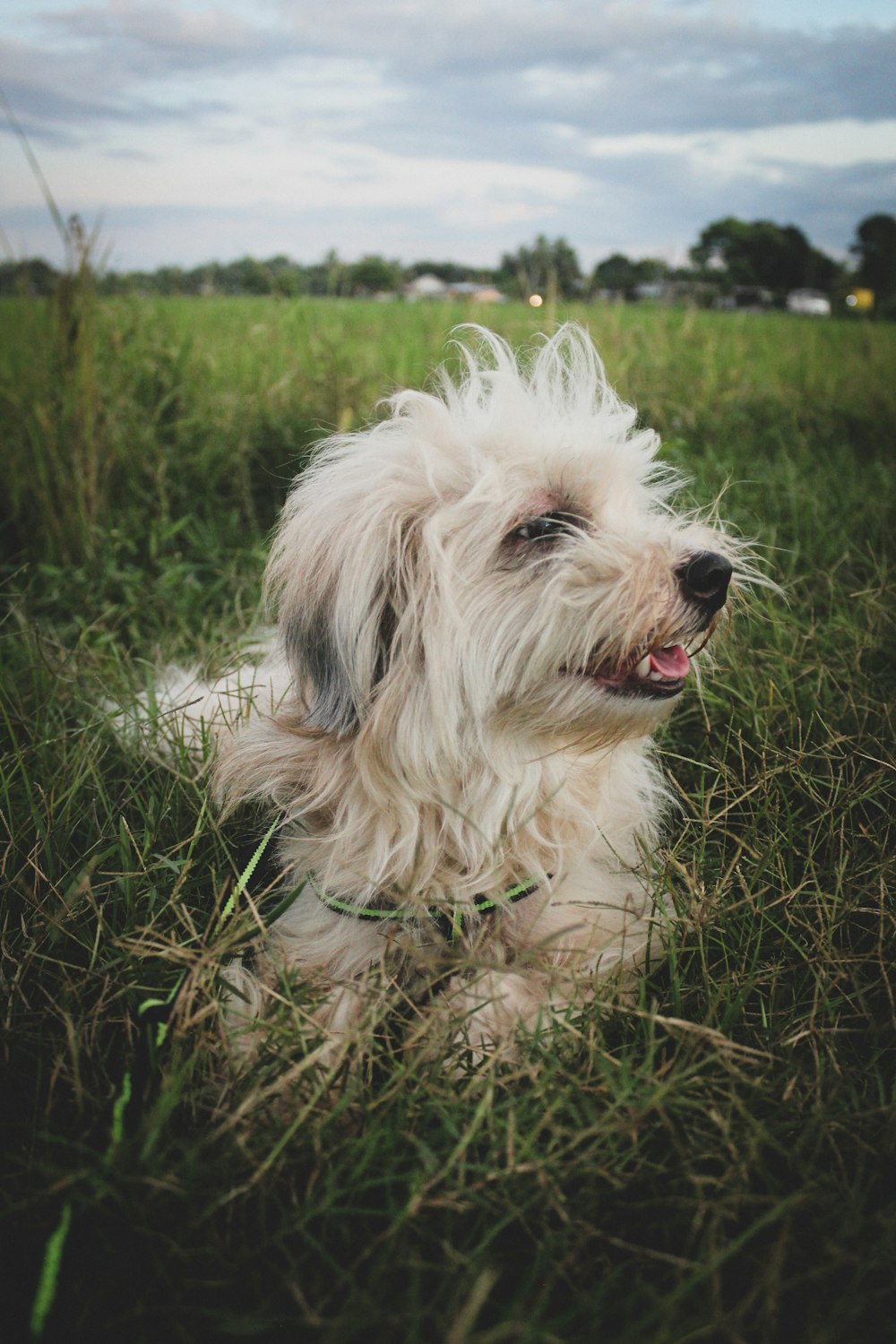 white long coat small dog on green grass field during daytime