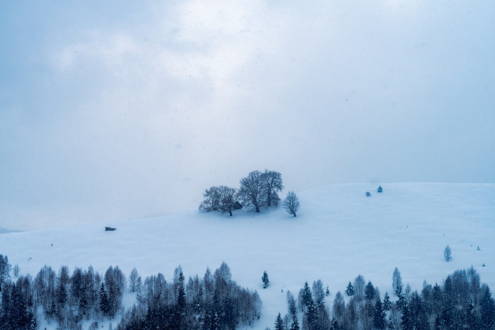 green trees on snow covered ground during daytime