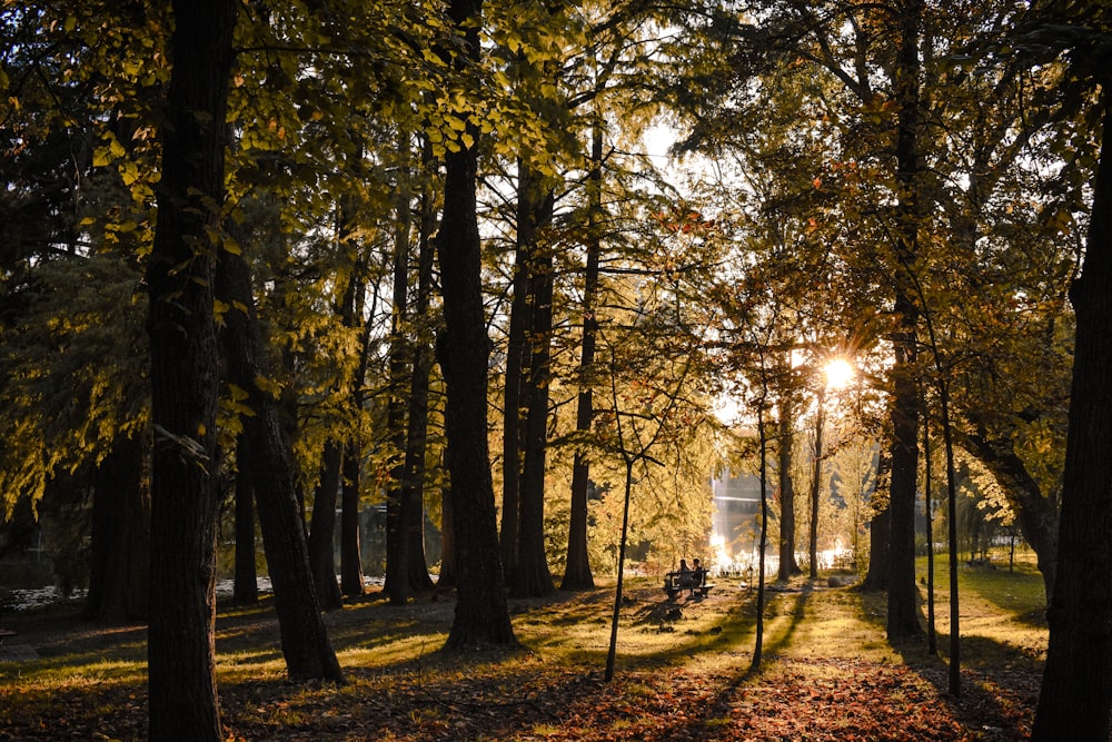 brown trees with yellow leaves during daytime